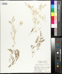 Eragrostis hypnoides image