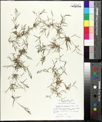 Eragrostis hypnoides image