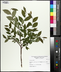 Ulmus alata image