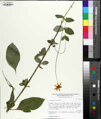 Coreopsis pubescens image