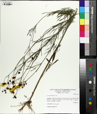 Coreopsis tinctoria image