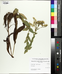 Solidago jacksonii image