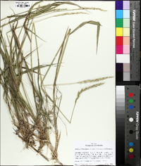 Elymus glaucus image