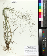 Eragrostis capillaris image