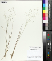 Eragrostis capillaris image