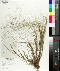 Eragrostis capillaris image