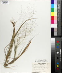 Eragrostis capillaris image