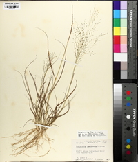 Eragrostis capillaris image