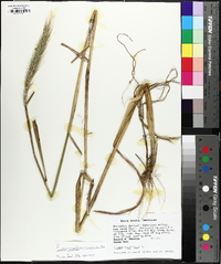 Elymus glabriflorus image