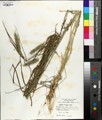 Elymus macgregorii image