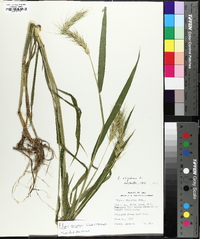 Elymus macgregorii image