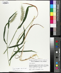 Elymus macgregorii image