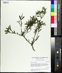 Hypericum prolificum image