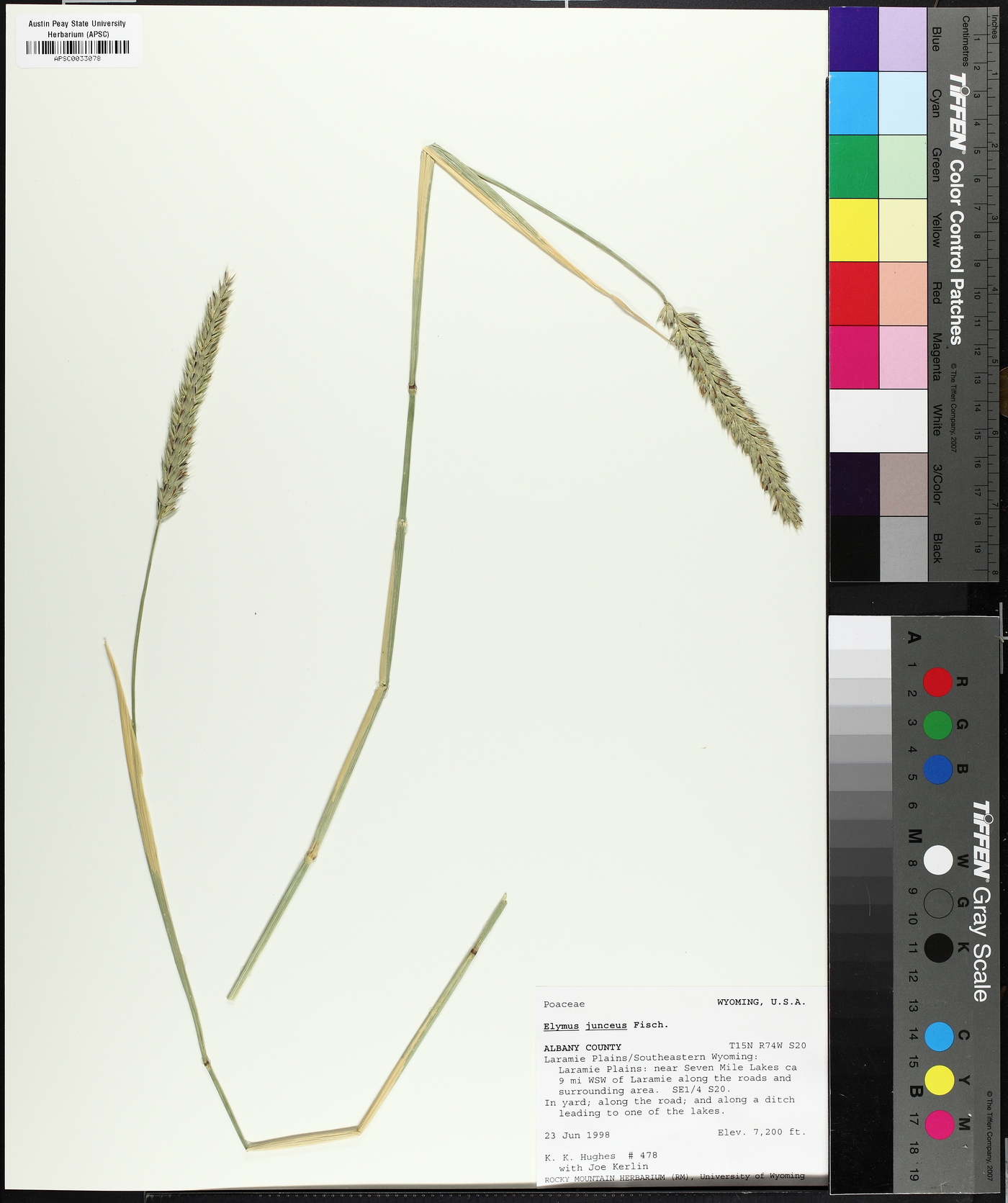 Psathyrostachys Junceus image