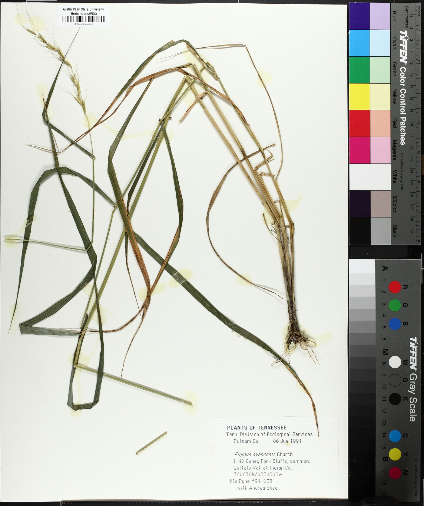 Elymus svensonii image