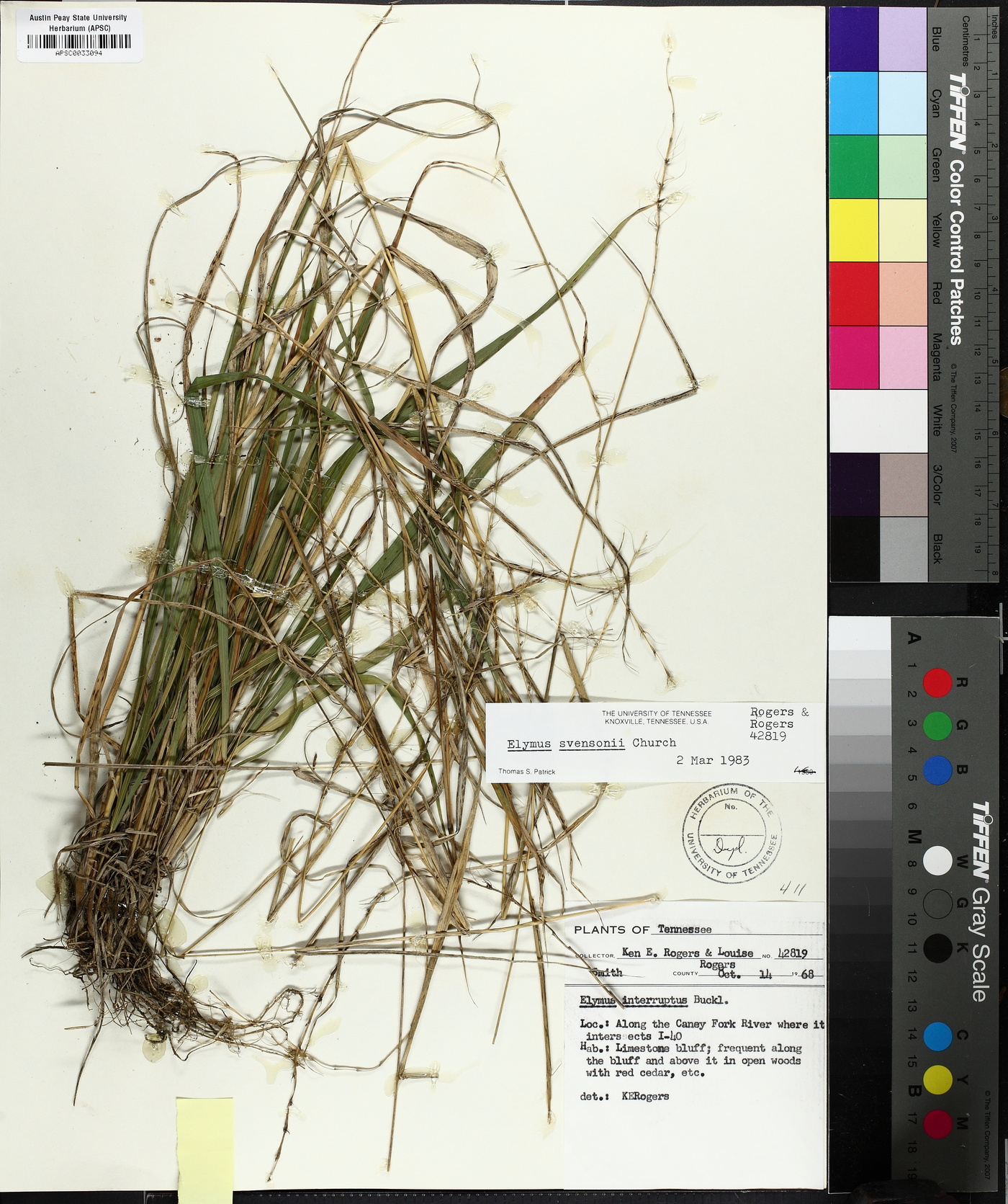 Elymus svensonii image