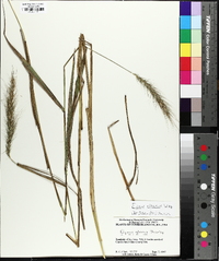 Elymus riparius image