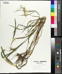 Elymus villosus image