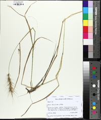 Elymus glabriflorus image