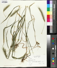 Elymus villosus image