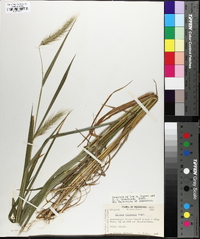 Elymus villosus image