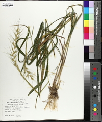 Elymus hystrix image