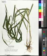 Elymus hystrix image