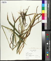 Elymus hystrix image