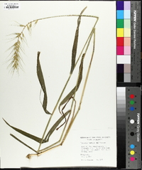 Elymus hystrix image