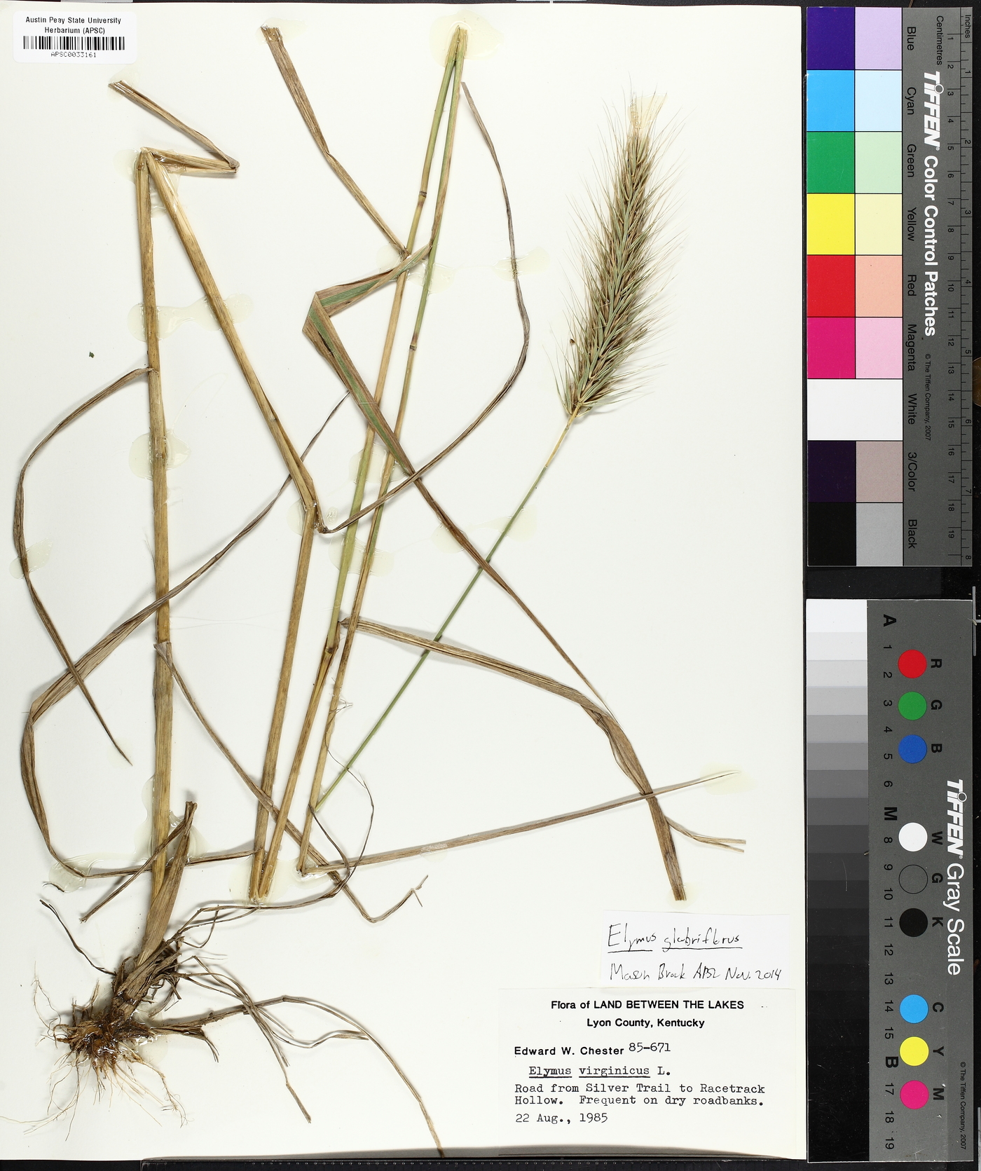 Elymus glabriflorus image