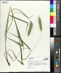 Elymus glabriflorus image