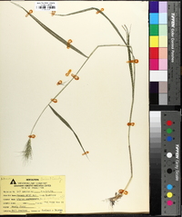 Elymus glabriflorus image