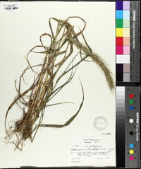 Elymus villosus image