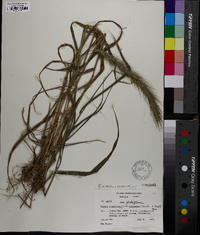 Elymus villosus image