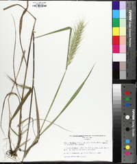 Elymus glabriflorus image