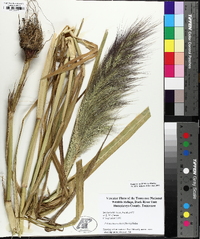 Echinochloa walteri image