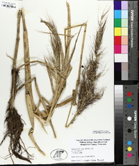 Echinochloa walteri image