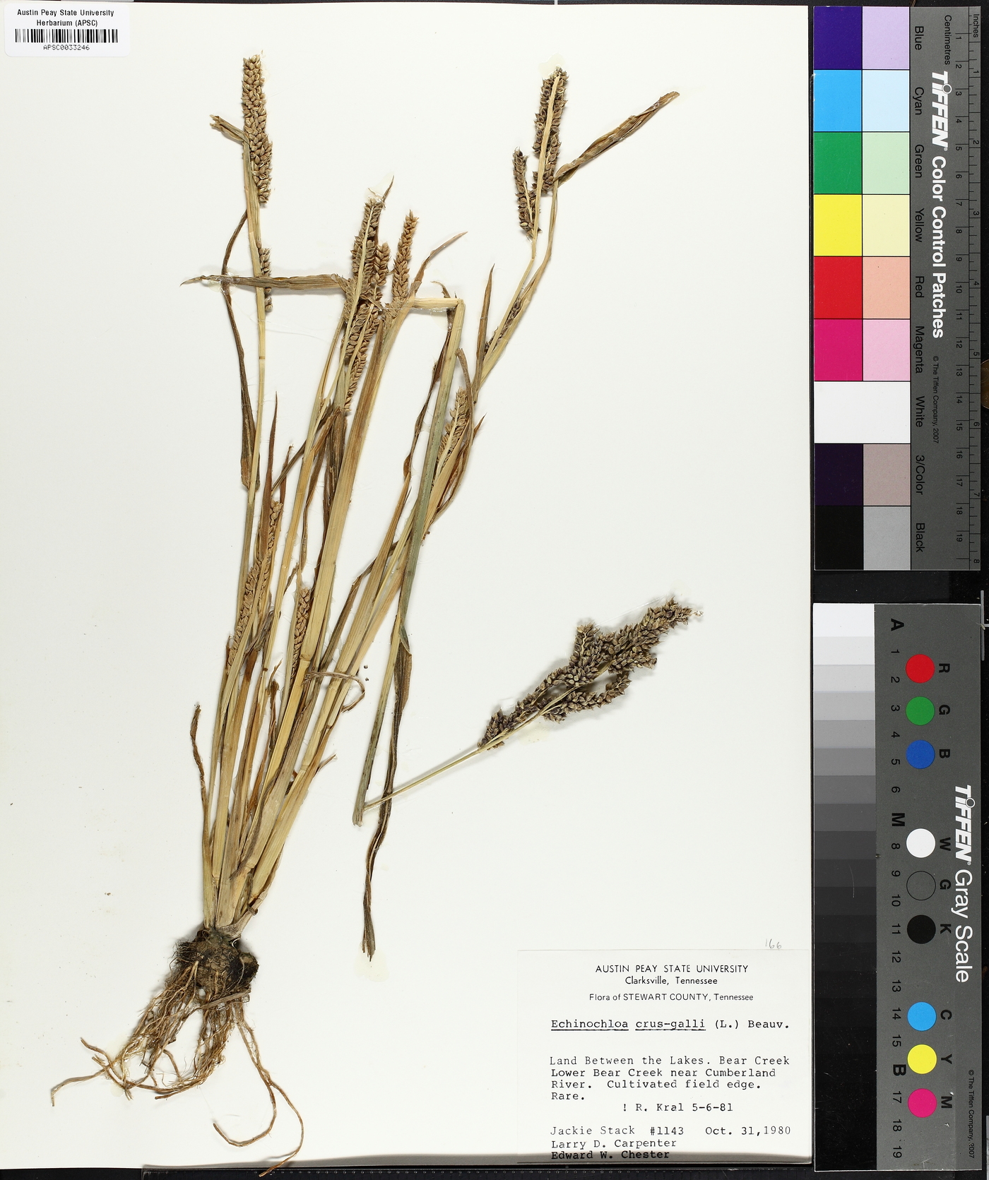 Echinochloa frumentacea image