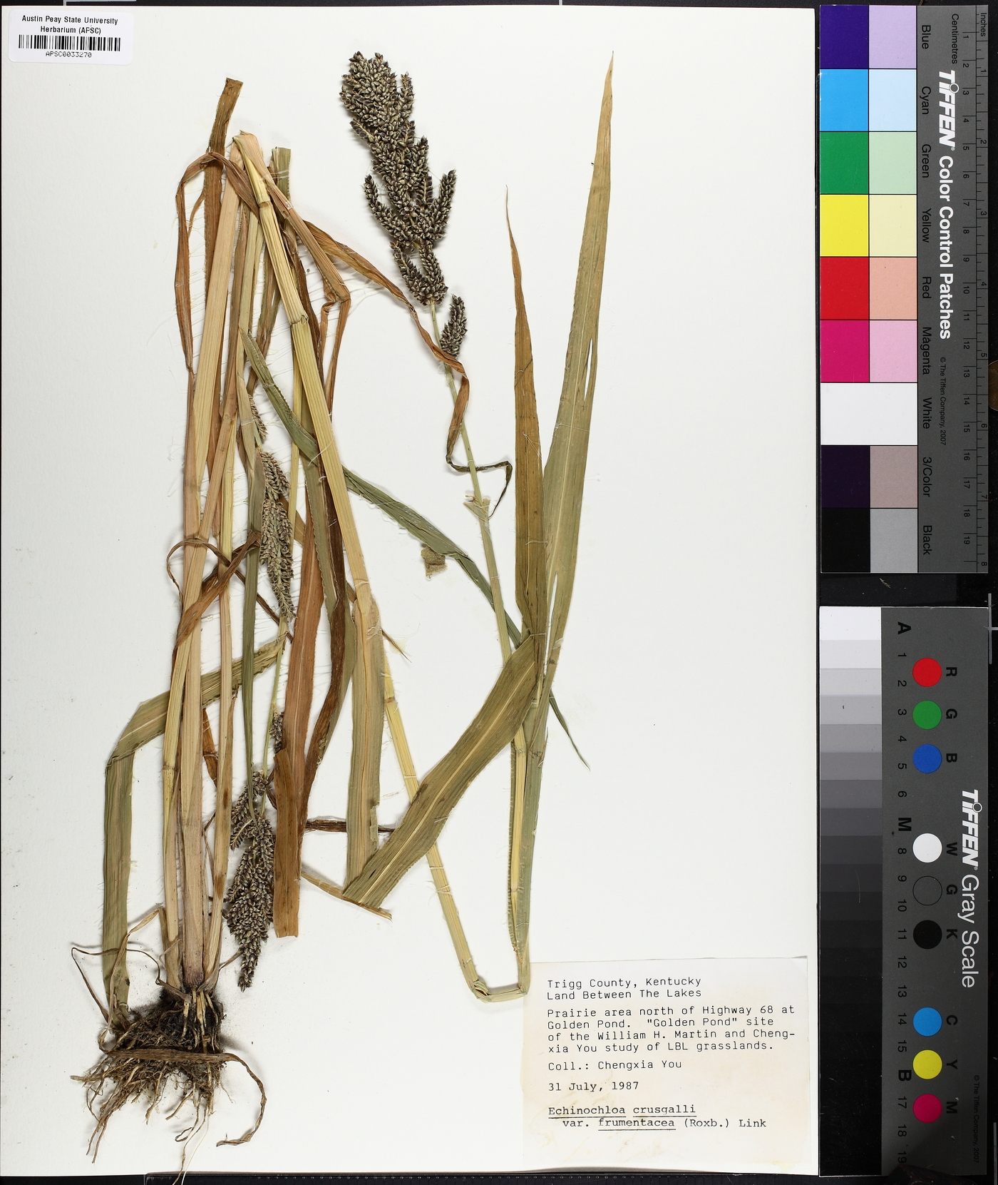 Echinochloa frumentacea image