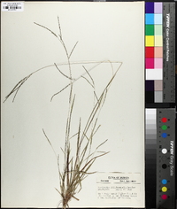 Digitaria filiformis image