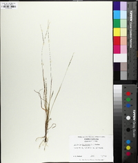 Digitaria filiformis image