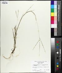 Digitaria filiformis image