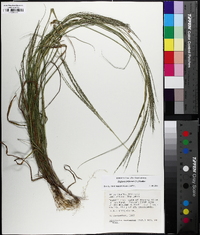 Digitaria filiformis image