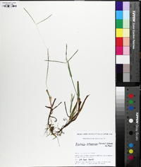 Digitaria ischaemum image