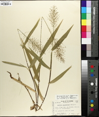 Dichanthelium polyanthes image