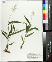 Dichanthelium polyanthes image