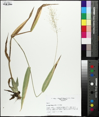 Dichanthelium polyanthes image