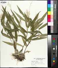 Dichanthelium polyanthes image