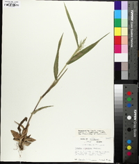 Dichanthelium polyanthes image