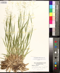 Dichanthelium laxiflorum image